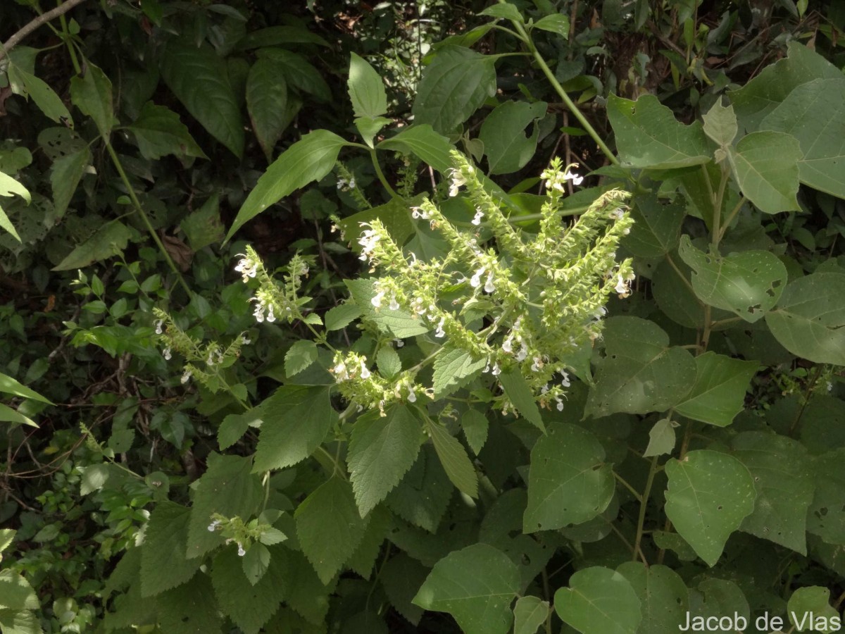 Teucrium heynei V.S.Kumar & Chakrab.